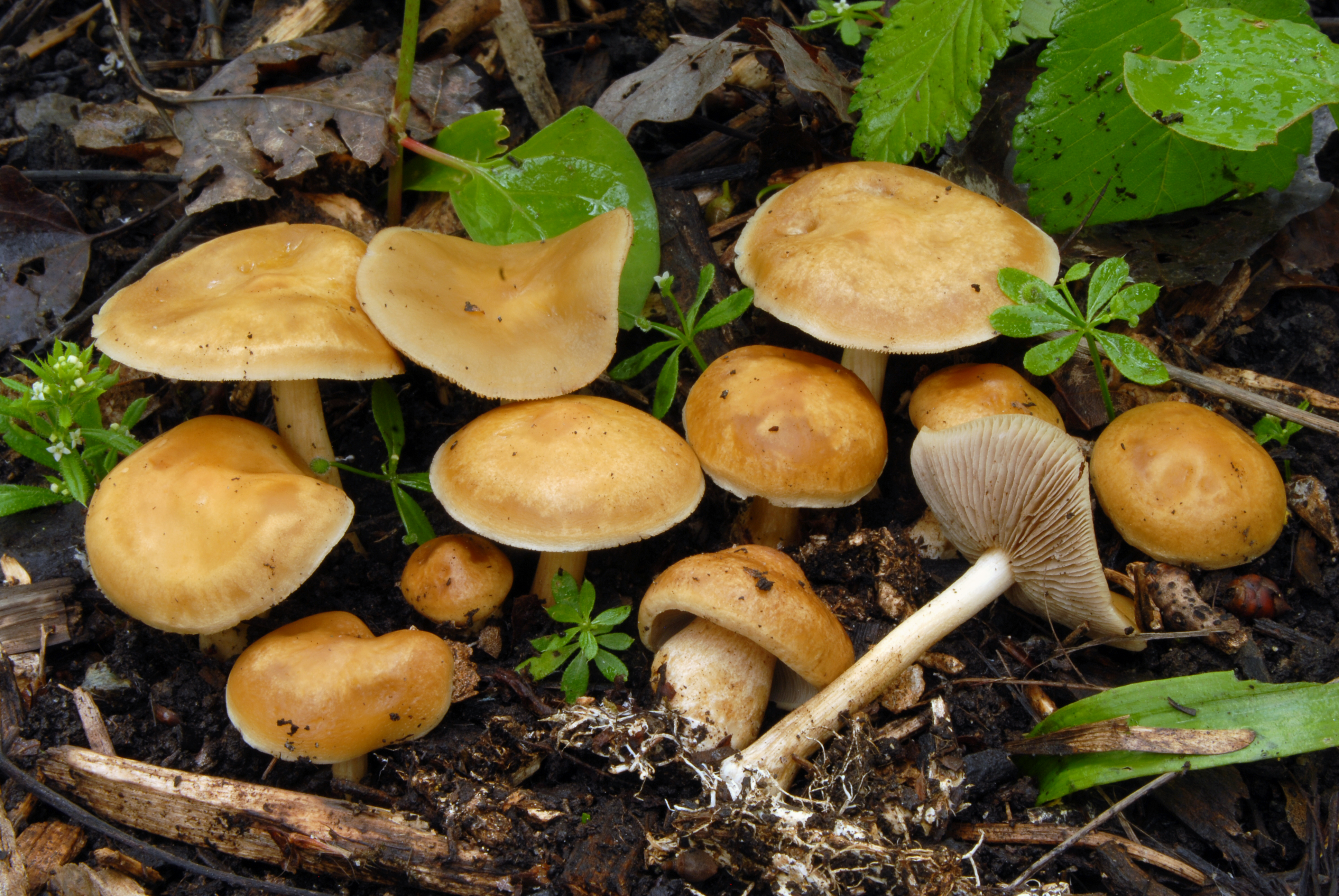 Foto Agrocybe putaminum